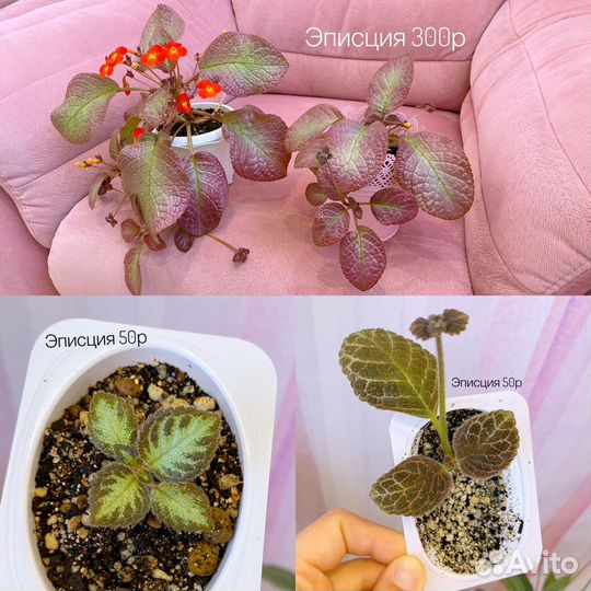 Комнатные растения