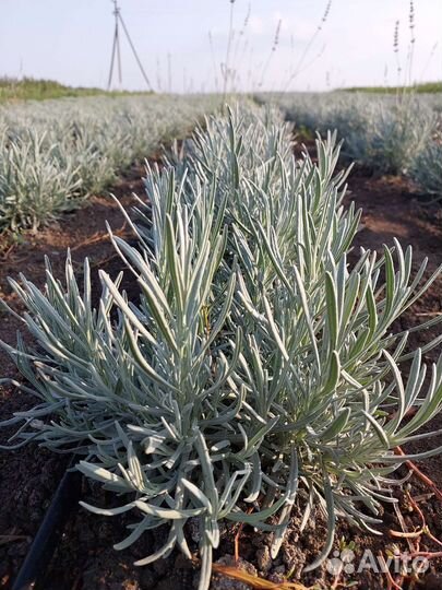 Лаванда Розмарин Тимьян
