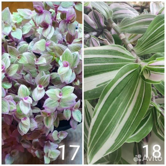 Традесканция 32 сортова Отправляю Сдеком