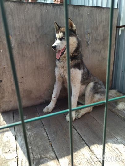 Отдам в добрые руки Хаски