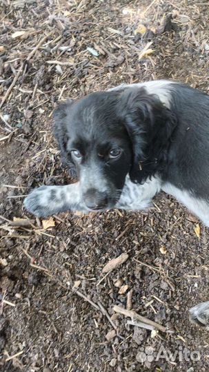 Русский спаниель