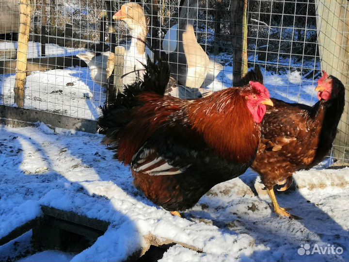 Ливенская ситцевая яйцо инкубационное