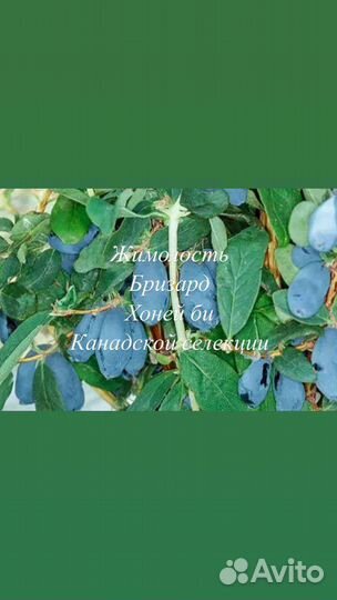 Жимолость Блю банана, хайнеби