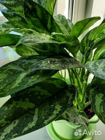 Аглаонема 4 в 1