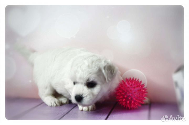 Щенки бишон фризе
