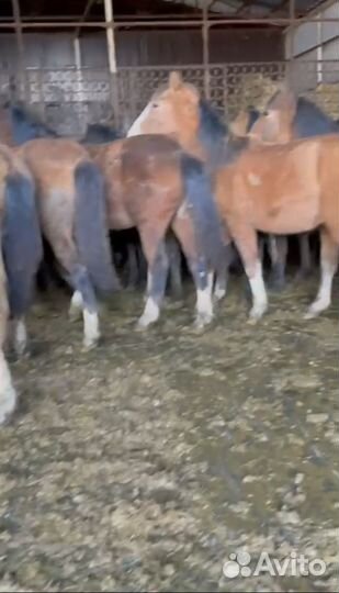 Продаю жеребят