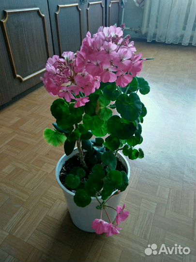 Пеларгония герань