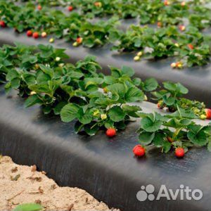 Пленка мульчирующая с перфорацией