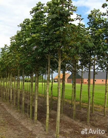 Каштан конский