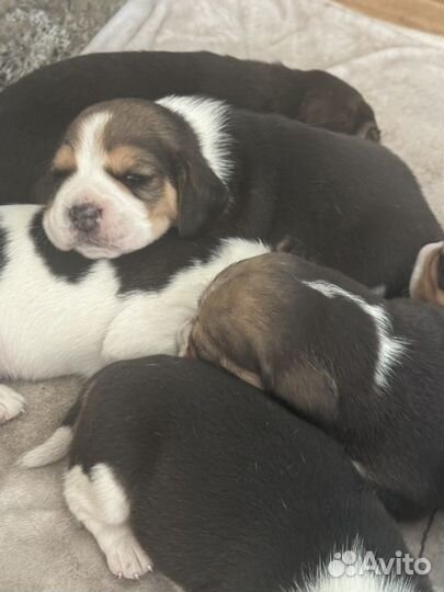 Щенки Бигль