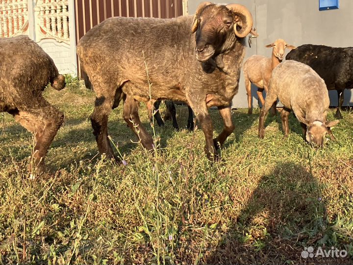 Овцы бараны