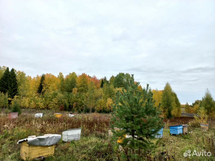 Продам пасеку