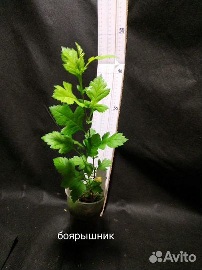 Декоративные саженцы