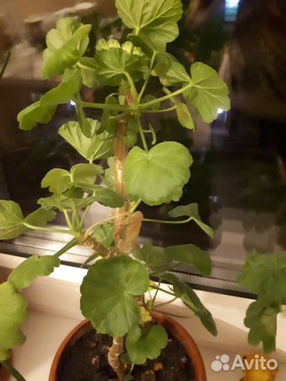 Цветы комнатные в горшочках в удобренной земле