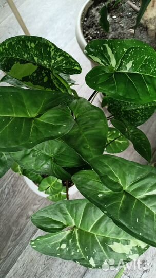 Комнатные цветы