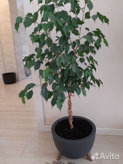 Фикус бенджамина