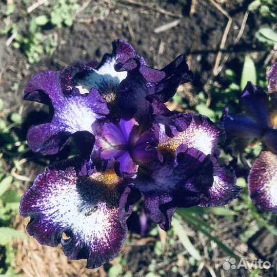 Редкие растения