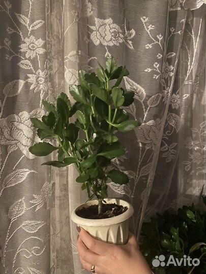 Комнатные цветы