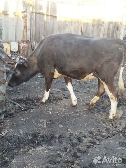 Телка 1.5 года