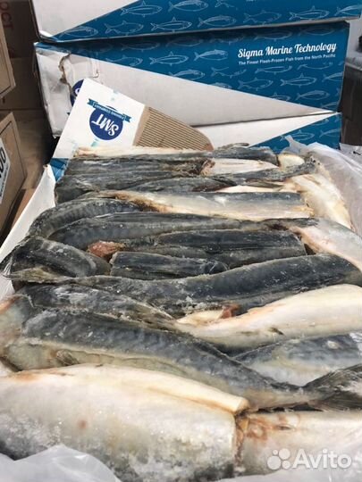 Скумбрия свежемороженая оптом