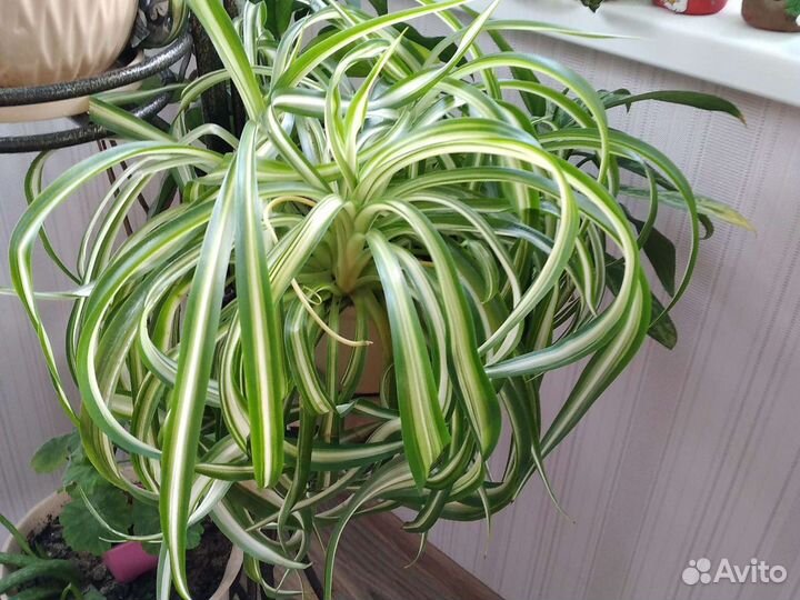 Комнатные растения номер 7