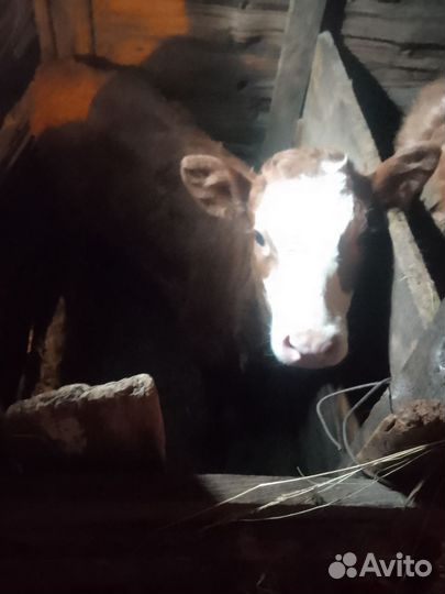 Корова дойная с теленком