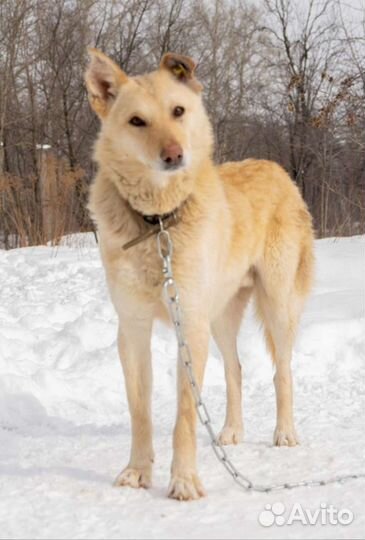 Собака в добрые руки