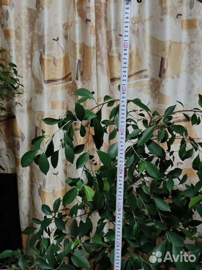 Фикус бенджамина большой