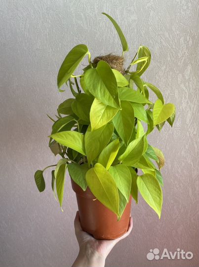 Эпипремнум хеппи лиф, пиннатум вайт, неон