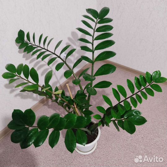 Замиокулькас долларовое дерево