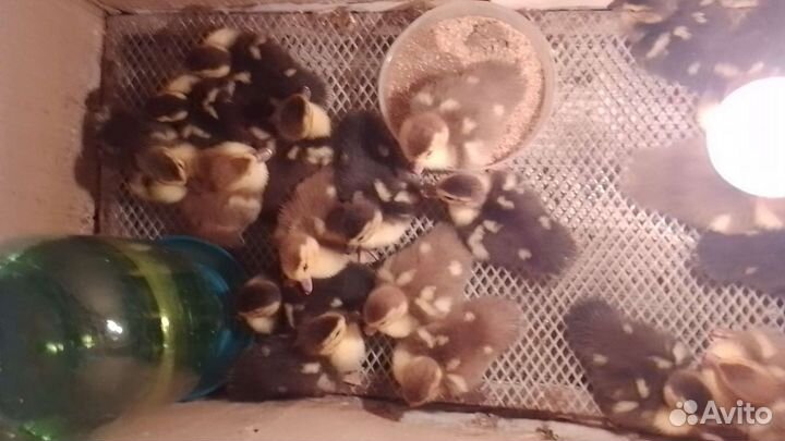 Инкубационные яйца Мускусной индоутки