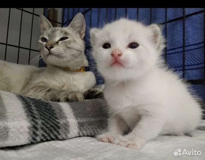 Тайская кошечка