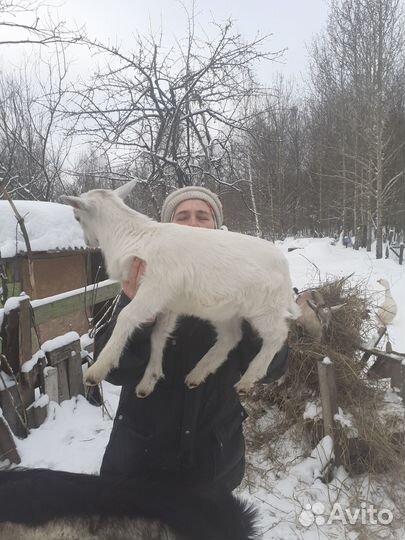 Продаю козлят
