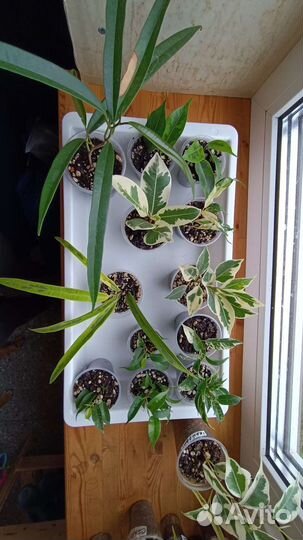 Фикусы