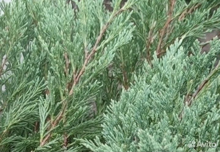 Можжевельник горизонтальный Хьюз