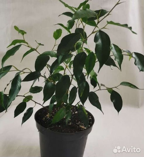 Фикус Бенджамина