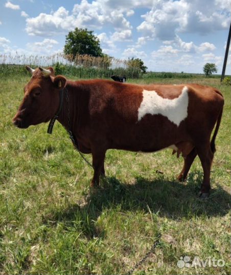 Корова стельная дойная