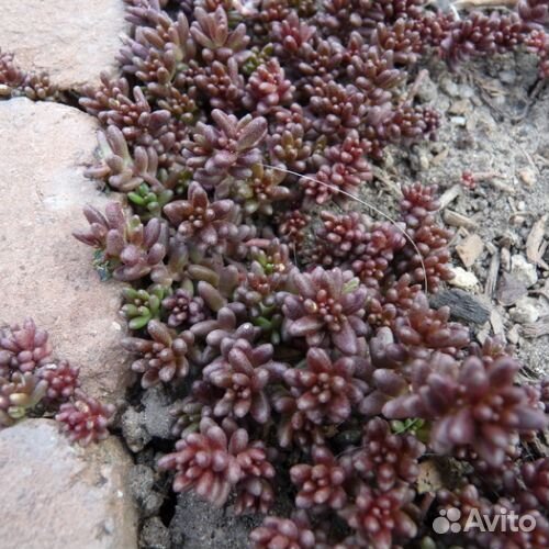 Цветы в сад