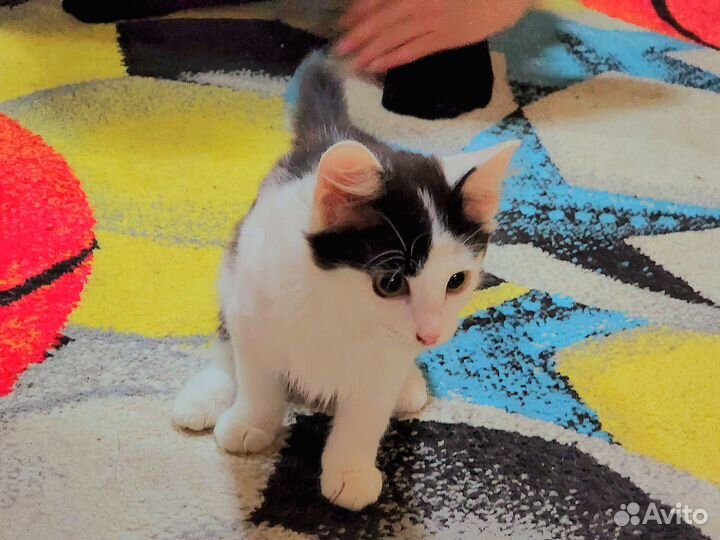 Отдам в добрые руки