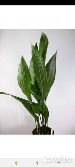 Аспидистра. редкость