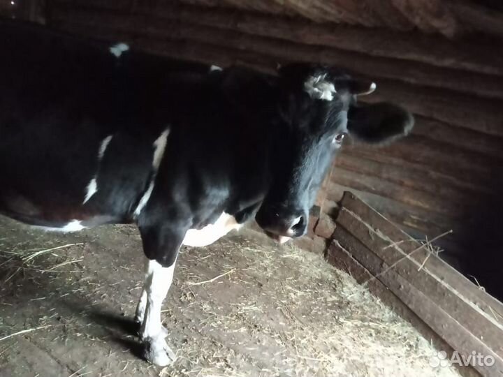 Продам стельную корову