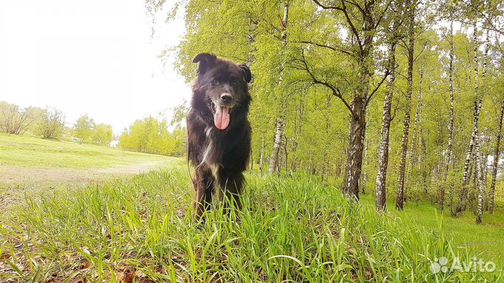 Найт - песик, который вас осчастливит