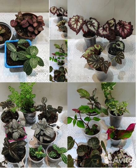 Бегонии, пилеи, фиттонии, эписции, Альтернатера