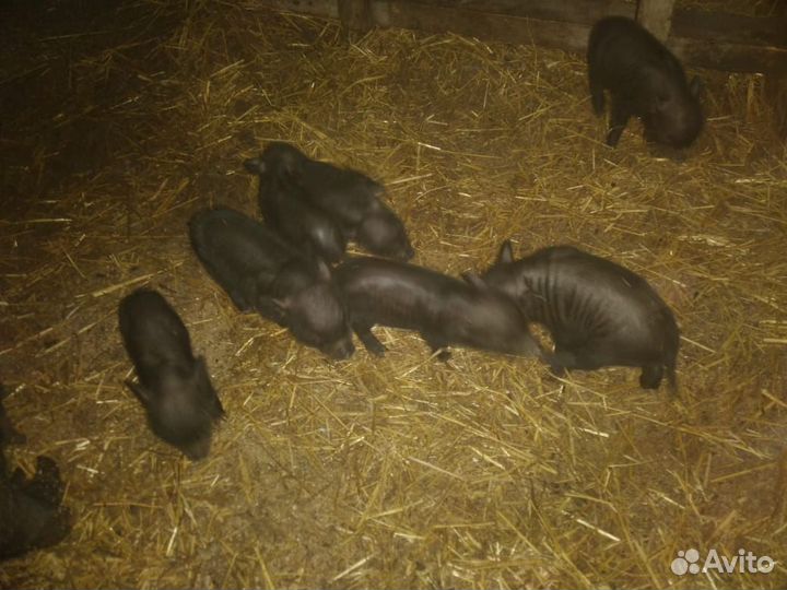 Поросята русской белой и вьетнамской породы