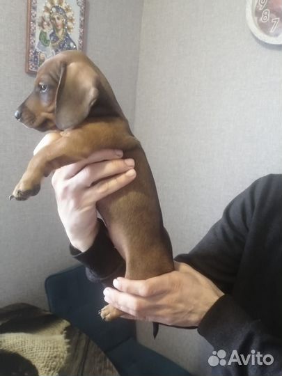 Карликовая такса щенки