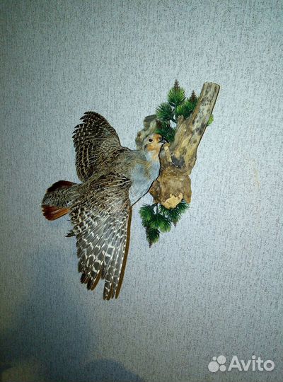 Чучело куропатки