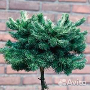 Лиственница штамб Пули, Купидон, Диана, Блю Дварф