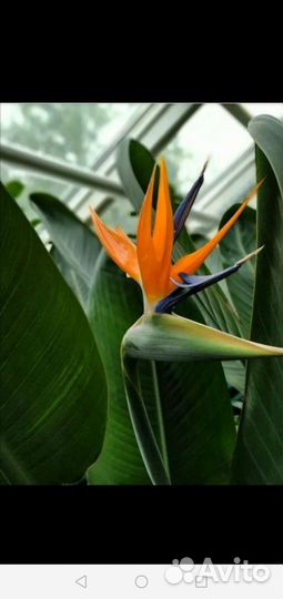 Комнатный Цветок(Стрелиция регина)