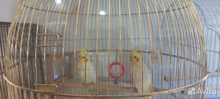 Попугай карелла птенцы