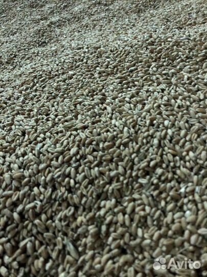 Зерно,отруби,комбикорма